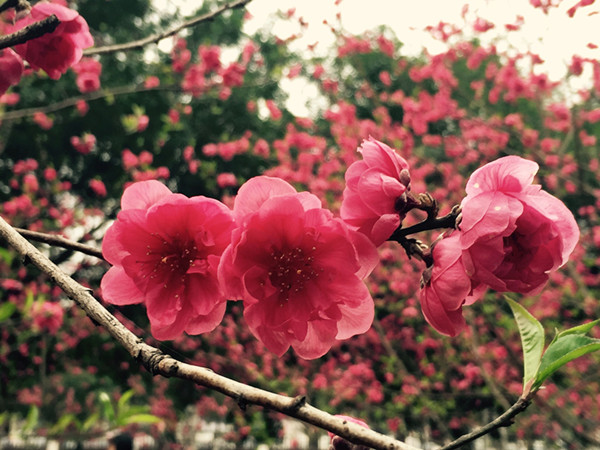 QQ图片20160226170926_副本.jpg